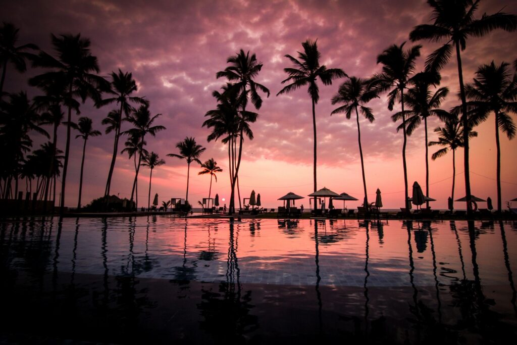 palms at the beach